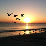 Gulls at sunset MGD©
